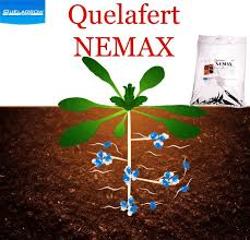 NEMATOCID NEMAX 300 GR [1]