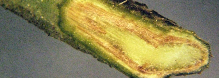 Fungicide - PACHET TEHNOLOGIC COMBATERE USCARE VASCULARA ,LEGUMICULTURA 1+ 1L