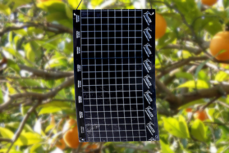 PLACI ADEZIVE TUTA ABSOLUTA,AFIDE,TRIPSI [0]