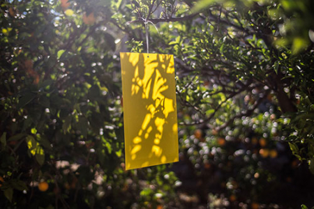 PLACI ADEZIVE TUTA ABSOLUTA,AFIDE,TRIPSI [2]