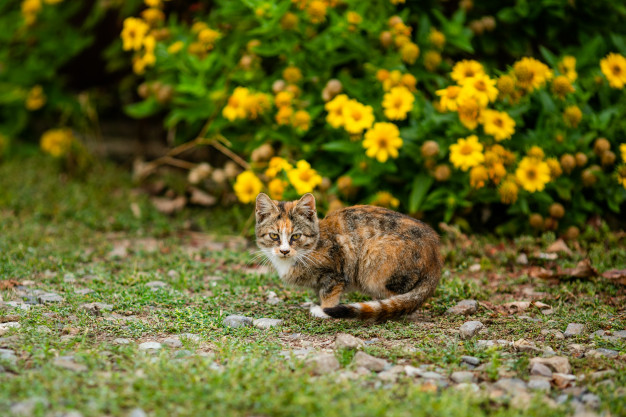 Ce trebuie sa avem in vedere inainte de a adopta un animal de companie?