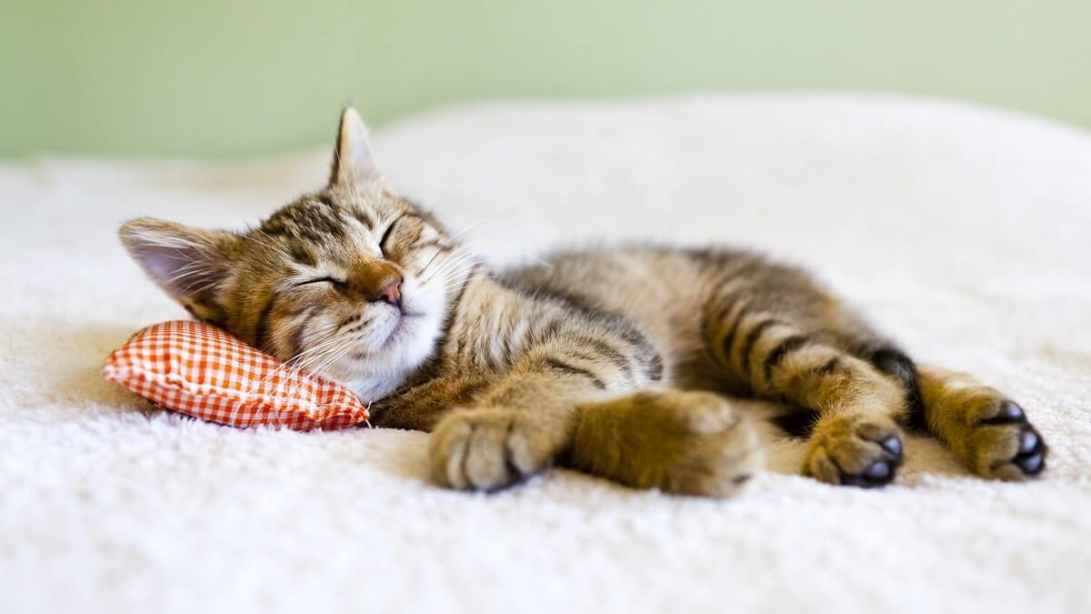 Cum obisnuiti pisica sa doarma noaptea?