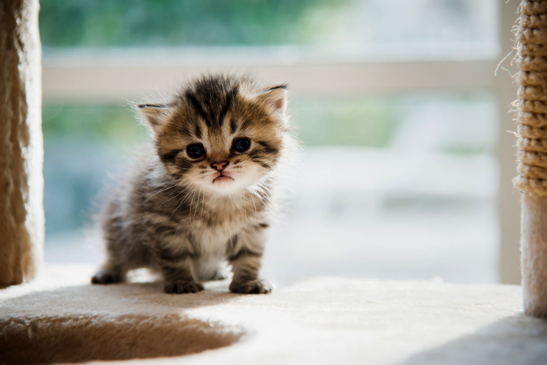 Cum sa aveti grija de un pui de pisica? – Primele 8 saptamani din viata unui pisoi – sfaturi si recomandari (I)
