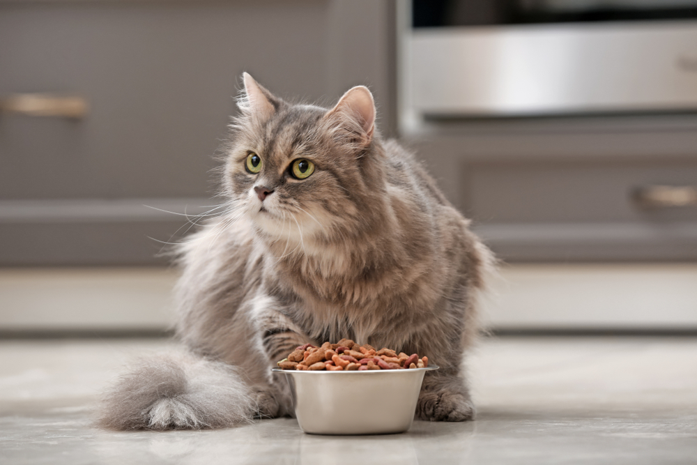 Hrană uscată sau hrană umedă pentru pisica ta?