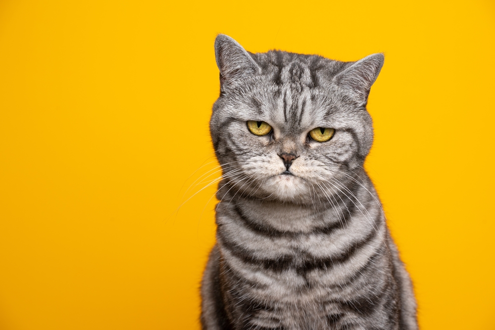Pisica tigrată: totul despre cea mai populară versiune de pisică