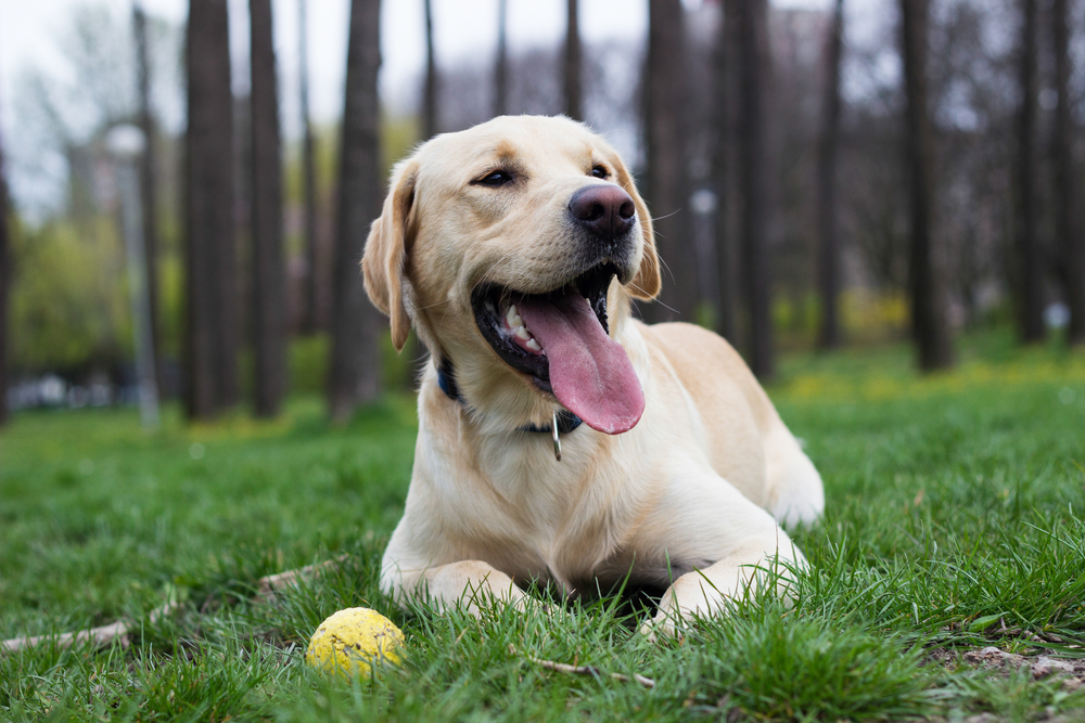 Respirația câinilor: aflați totul despre această parte a anatomiei canine, gripa și îngrijirea câinilor