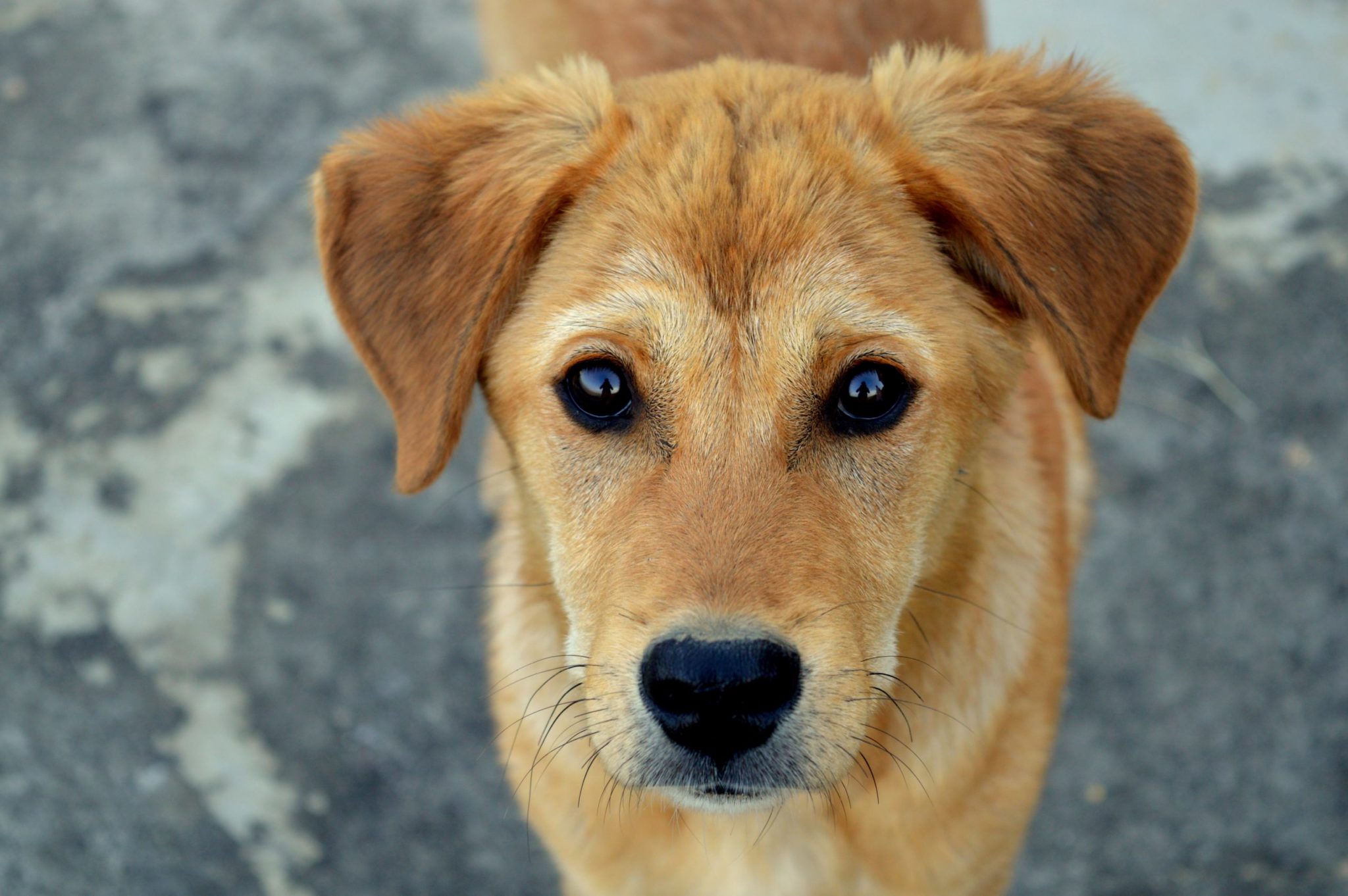 Tipuri de violenta impotriva animalelor: de la neglijenta stapanilor pana la fermele de caini (I)