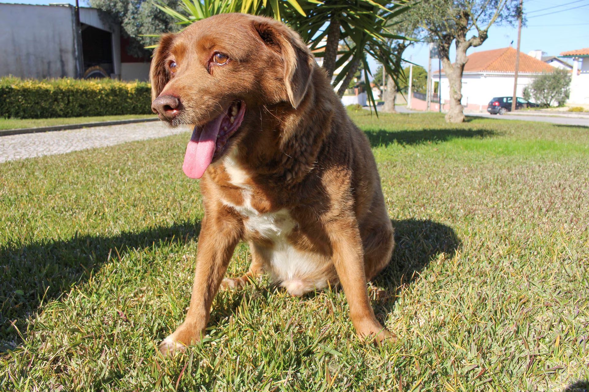 Faceți cunoștință cu Bobi, cel mai în vârstă câine din lume