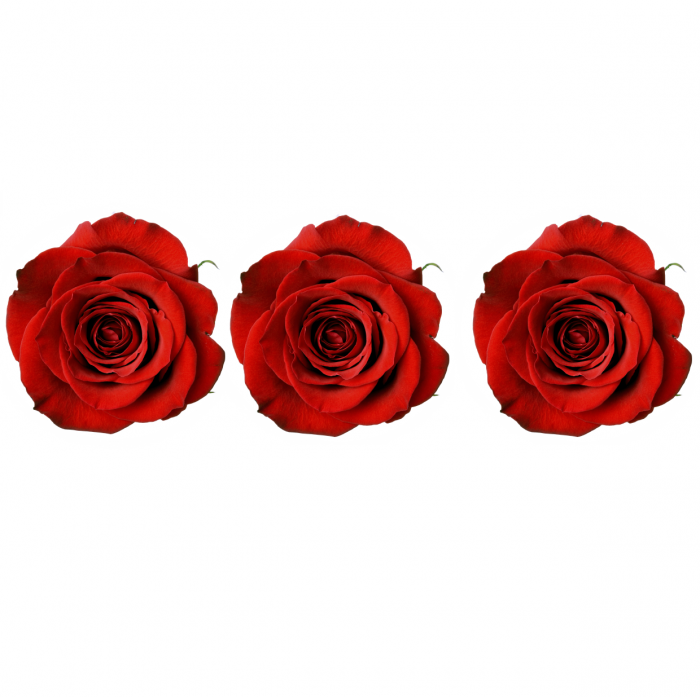Set 3 Trandafiri Criogenati [2]
