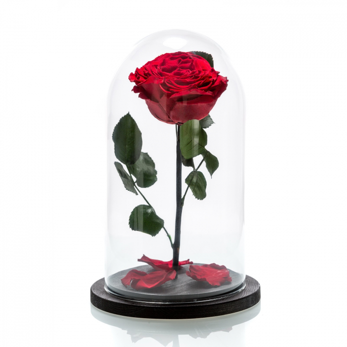 Cadou Valentine's Day Trandafir Rosu Criogenat Cupola 20 cm & Cercei Sapphire Heart [4]