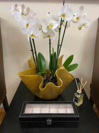 Cutie 6 ceasuri Black Croco [3]