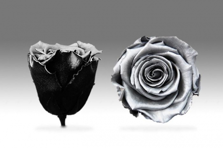 Trandafir Argintiu Criogenat XXL 9 cm [2]