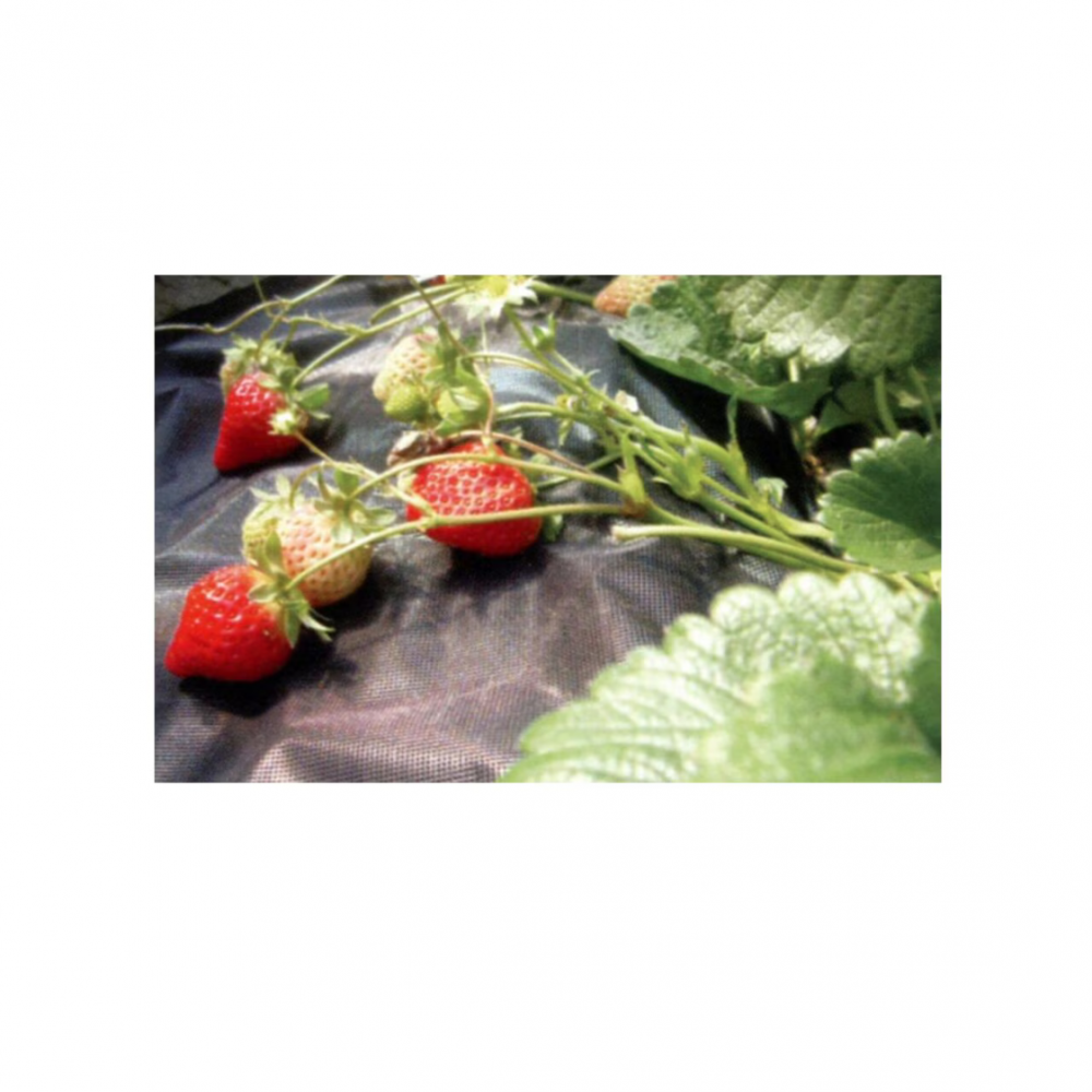 Folie antiburuieni, textila, neagra, 50 g/m2, 1.6x50 m [4]