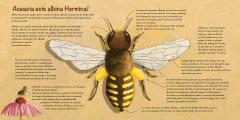 Harnica albinuta, vei gasi alta casuta? [2]