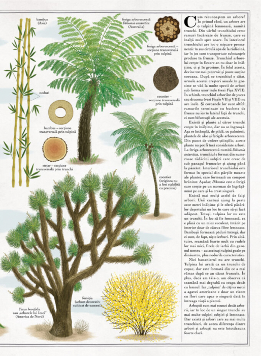 Arborii (carte gigantică) [5]
