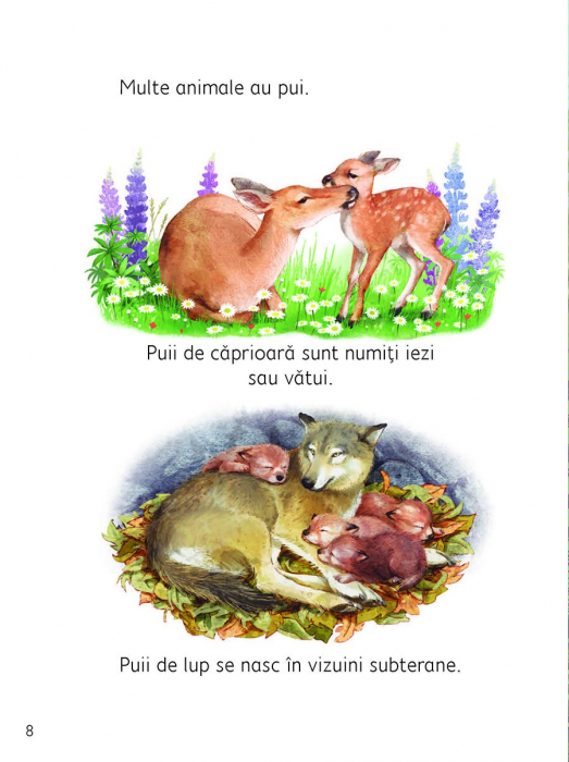 Anotimpurile (Usborne) [3]