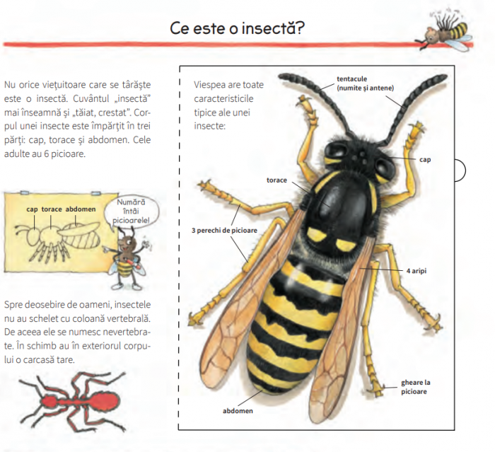 Lumea insectelor [3]
