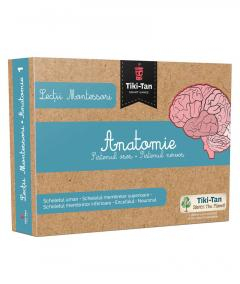 Știință si natură - Lectii Montessori: Anatomie - Sistemul osos. Sistemul nervos