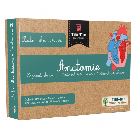 14+ ani - Lectii Montessori - Anatomie - Organe de simt, sistemul respirator, sistemul circulator