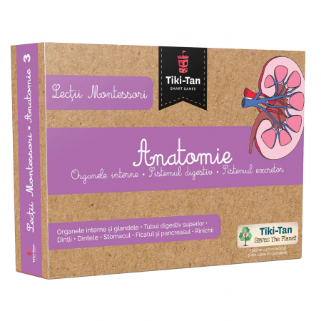 Știință si natură - Lectii Montessori - Anatomie - Organele interne, sistemul digestiv, sistemul excretor