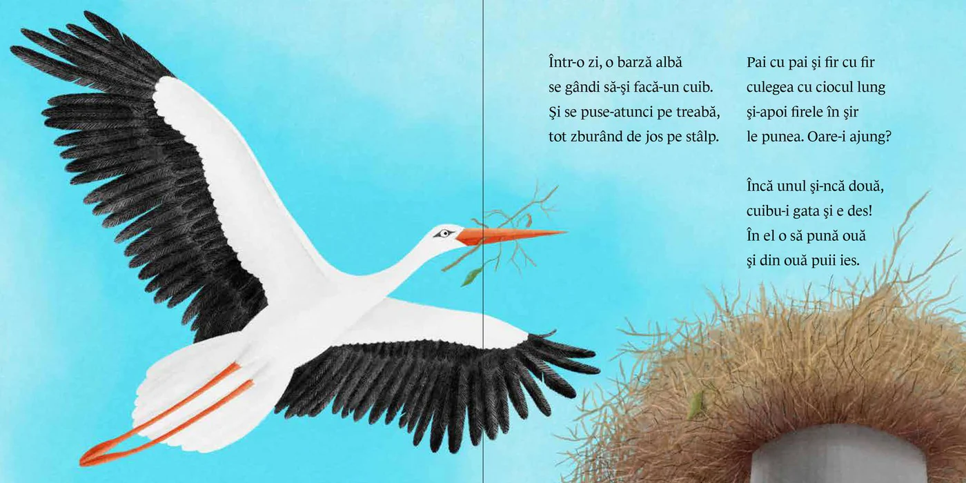 Mama Barză-și face cuib [1]