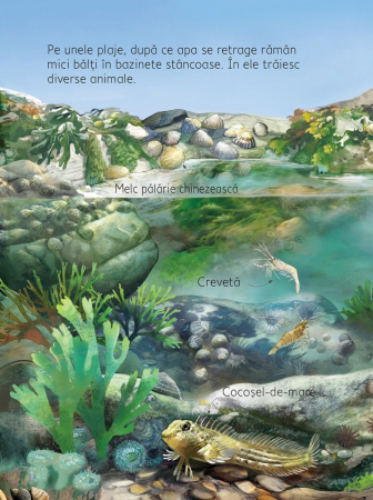 Pe plaja (Usborne) [3]
