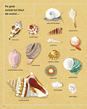 Secretele scoicilor [3]