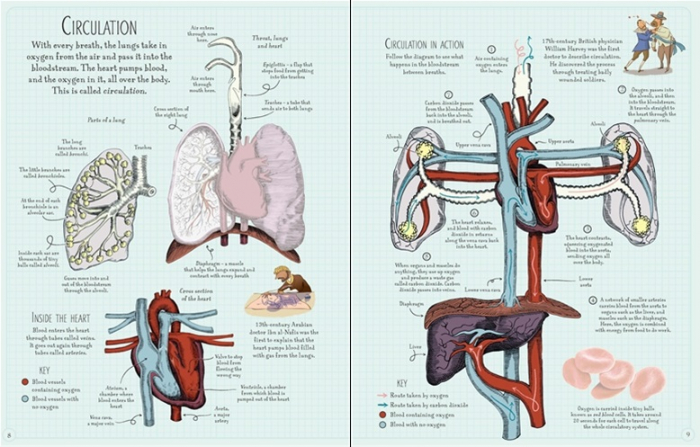 Human body sticker book [3]