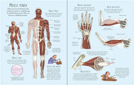 Human body sticker book [1]