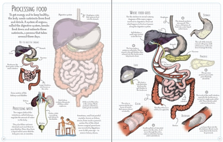Human body sticker book [3]
