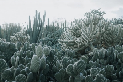 Tapet - Tapet R15611 Cacti