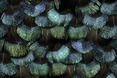 Tapet - Tapet R15091- Peacock Plumage