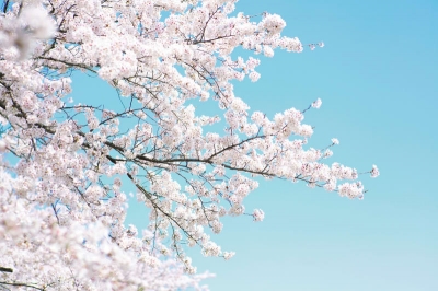 RebelWalls - Tapet R15541- Cherry Tree
