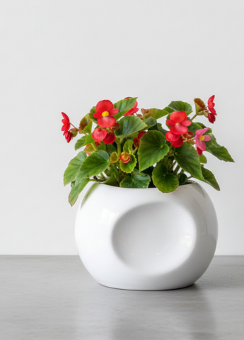 Obiecte Decorative - Ghiveci Classic White Calatrava