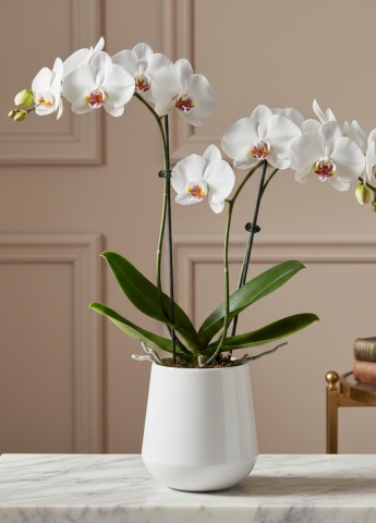 Obiecte Decorative - Ghiveci Classic White Touch 25cm