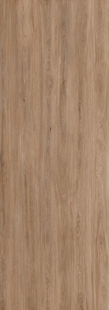 Sugi [1]