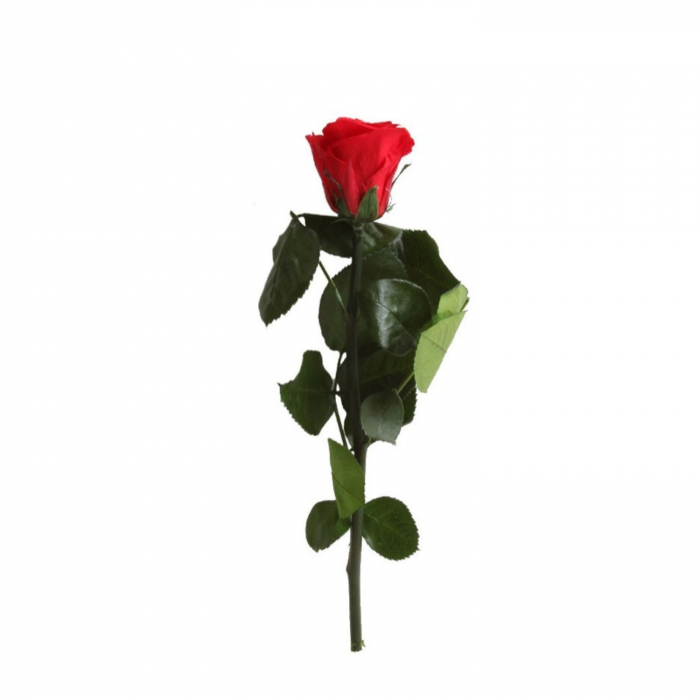 Trandafir lux 30 cm [1]