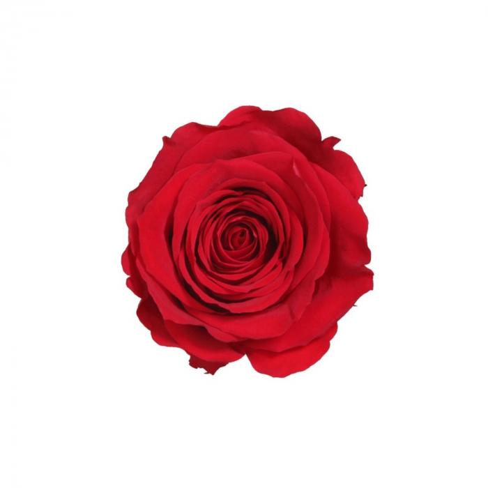 Trandafir lux 30 cm [3]