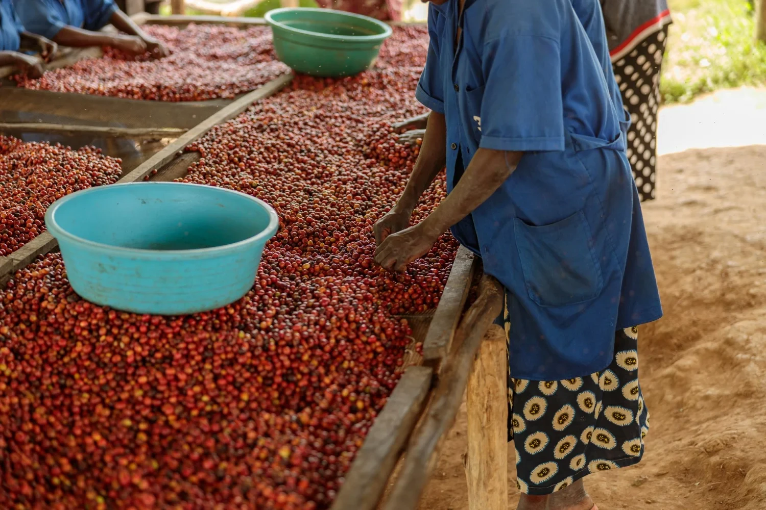 Cele mai populare cafele de origine din Africa: caracteristici și arome