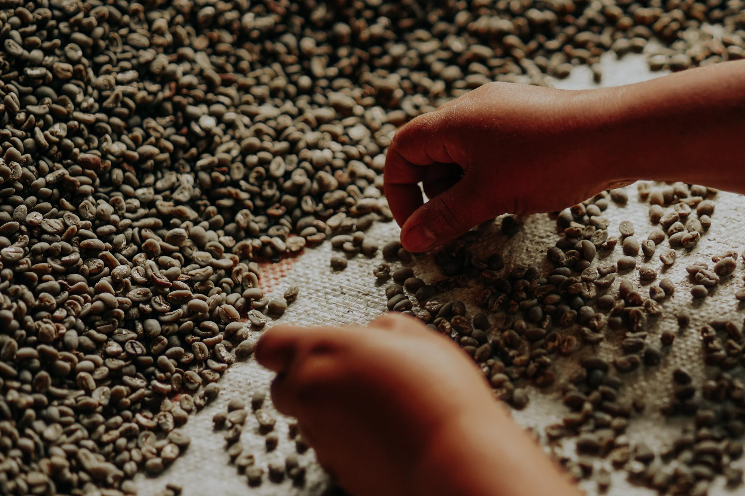 Factori care influențează gustul cafelei: De la origini la metoda de preparare
