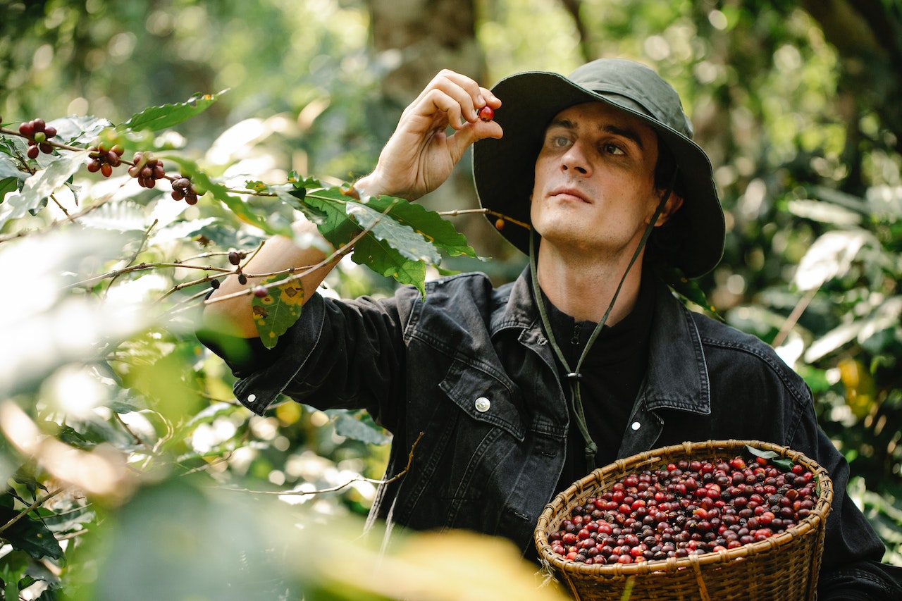 De la fermă la ceaşcă: procesul de producţie a cafelei