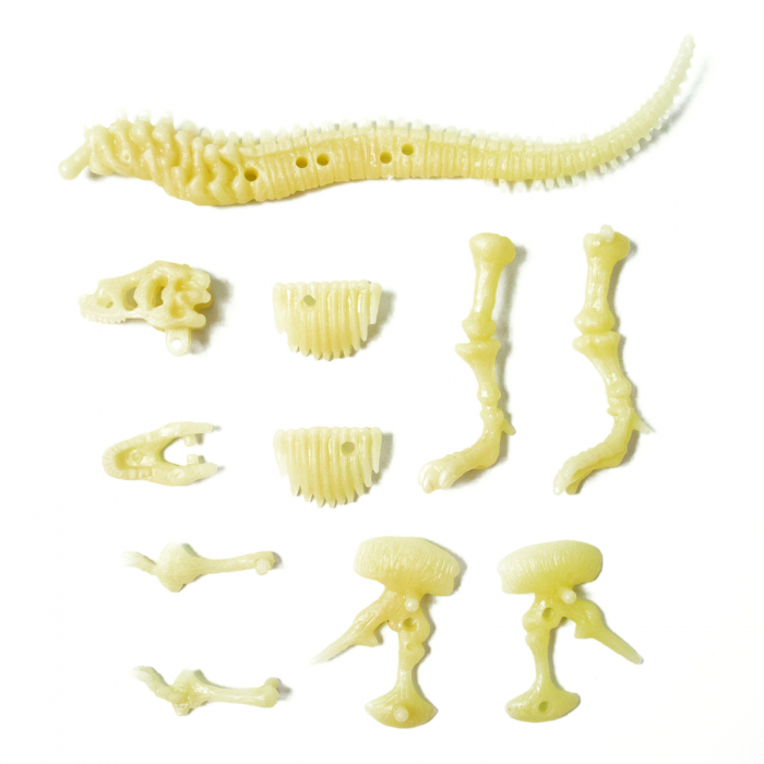 Fosila T-Rex fosforescenta , Sci:Bits [3]