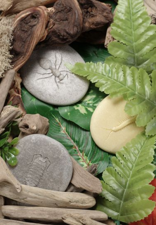 Sa investigam! - Insecte [4]