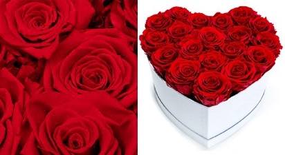 Trandafirii criogenati - simbolul iubirii eterne