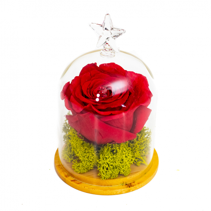 Aranjament Trandafir Criogenat Rosu In Cupola [3]