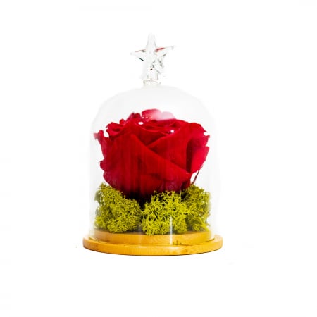 Aranjament Trandafir Criogenat Rosu In Cupola [0]