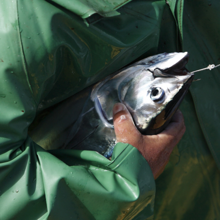 Santa Catarina ton cu menta [1]