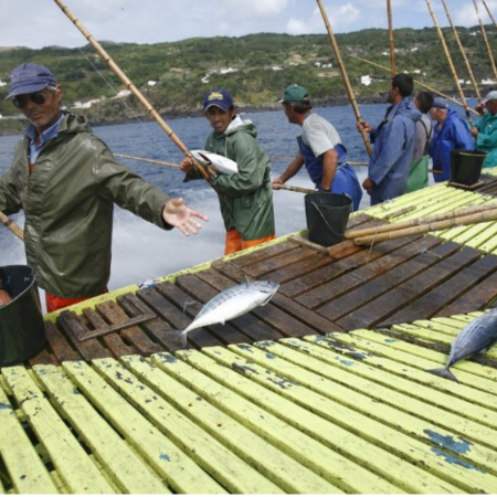 Santa Catarina ton cu menta [2]