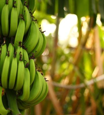 Banane verzi, galbene sau cu pete maro: care este varianta cea mai buna pentru sanatatea ta?