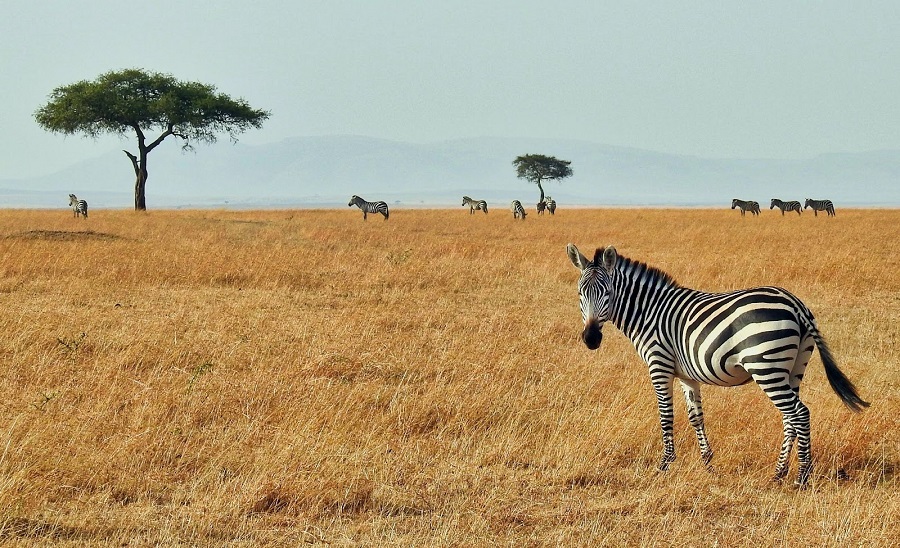 Safari în Africa cu ghid privat